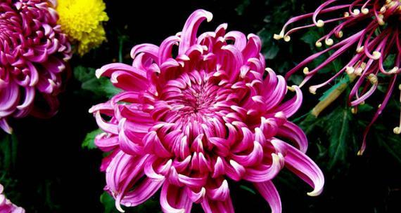 菊花的种类有哪些？不同种类菊花的花语是什么？