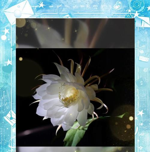 珍惜的花语是什么？哪种花代表珍惜？