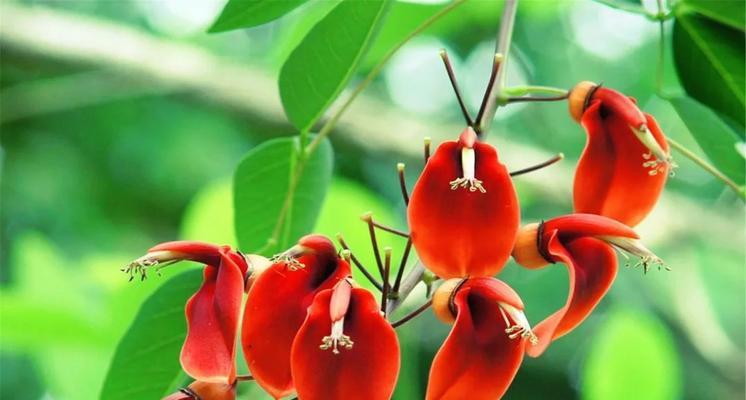 珍惜的花语是什么？哪种花代表珍惜？