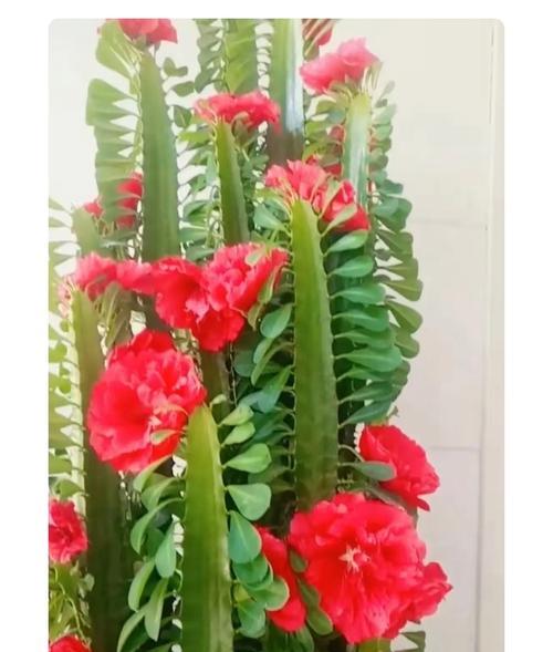 龙骨花的花语和寓意是什么？龙骨花代表什么？