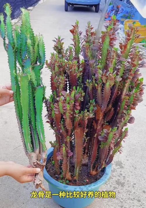 龙骨花的花语和寓意是什么？龙骨花代表什么？