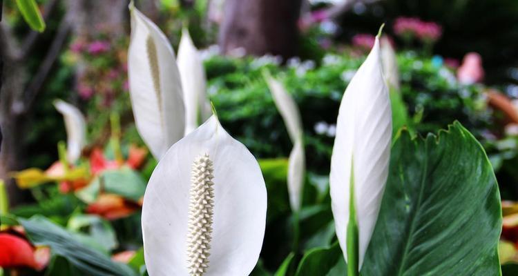 白鹤芋的花语有哪些？白鹤芋代表什么意义？