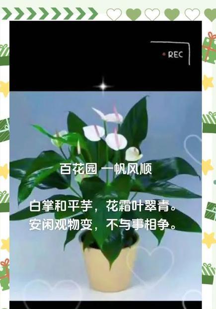 白鹤芋的花语有哪些？白鹤芋代表什么意义？