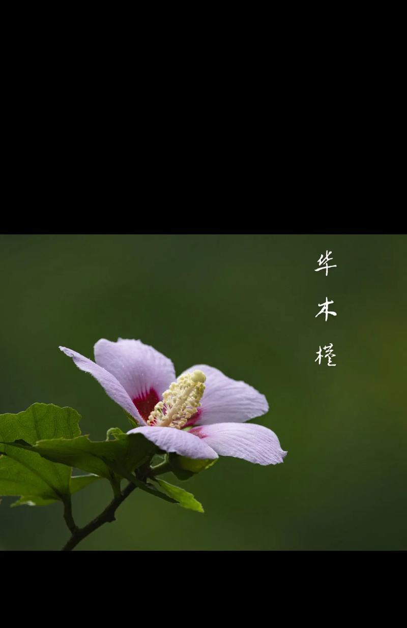 木槿花的颜色和花语是什么？木槿花代表什么？