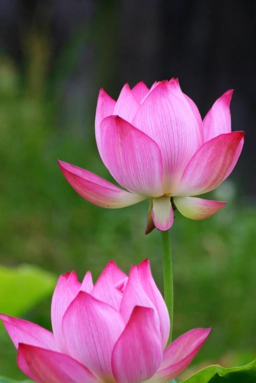 荷花的含义和花语是什么？荷花代表什么？