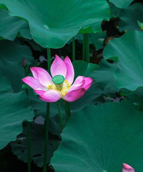 荷花的含义和花语是什么？荷花代表什么？