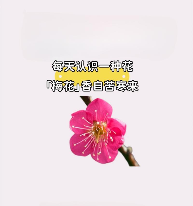 甜美坚强的花语是什么意思？