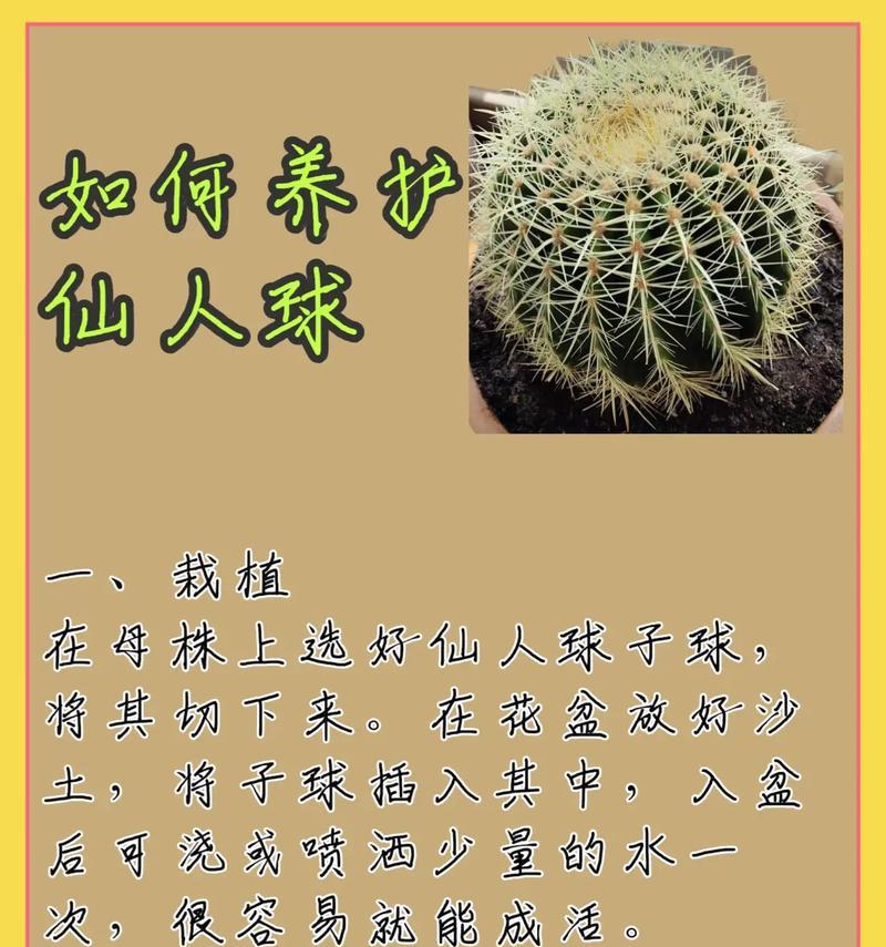 甜美坚强的花语是什么意思？