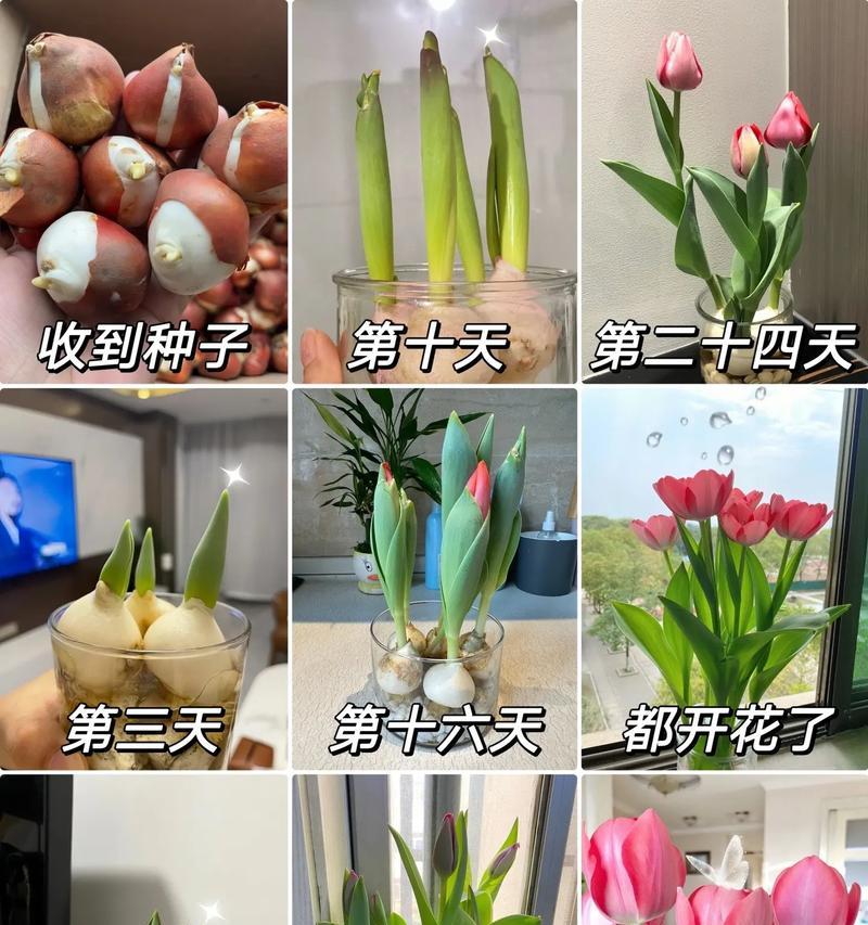 秋天之间花语有哪些？