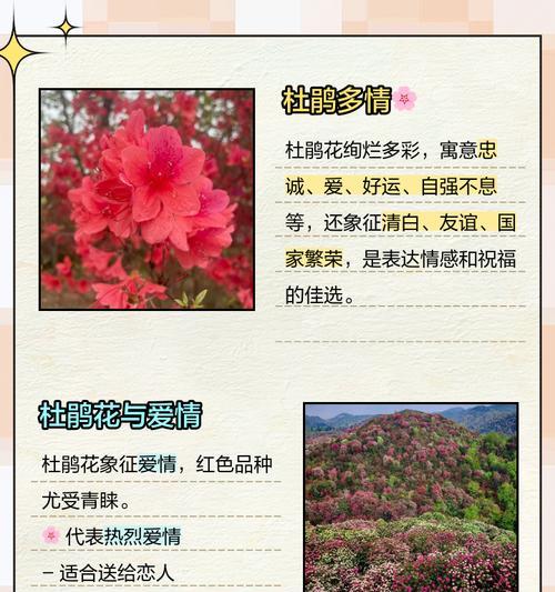 枯木杜鹃的花语有何寓意？