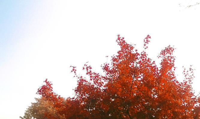 红枫花语代表了什么？
