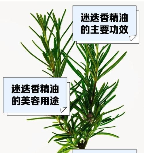 迷迭香的花语有哪些含义？
