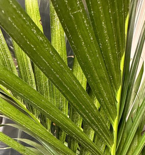 散尾葵花的花语是什么？