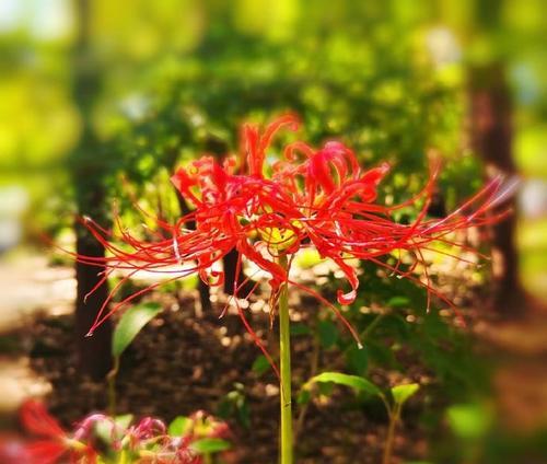 花语不见其花是什么意思？