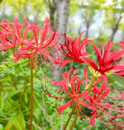 花语不见其花是什么意思？