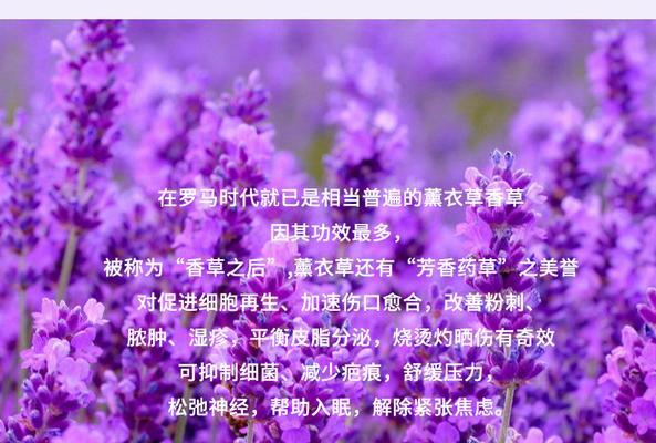 薰衣草的花语和寓意是什么？