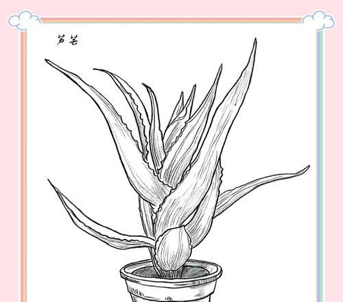芦荟花语的寓意是什么？