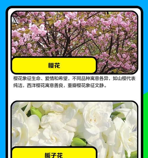 哪些花语适合恋爱？