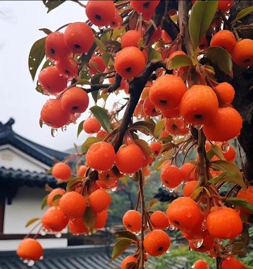 柿子花语及其寓意是什么？