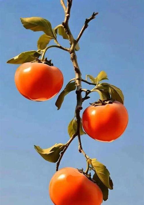 柿子花语及其寓意是什么？