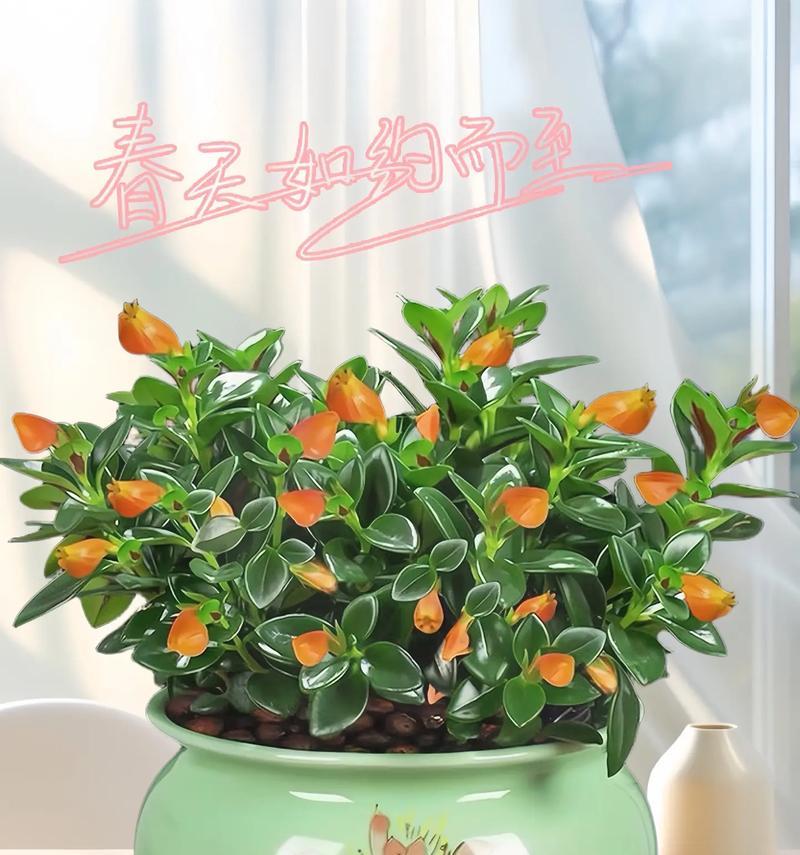 绿叶吊兰的花语是什么？