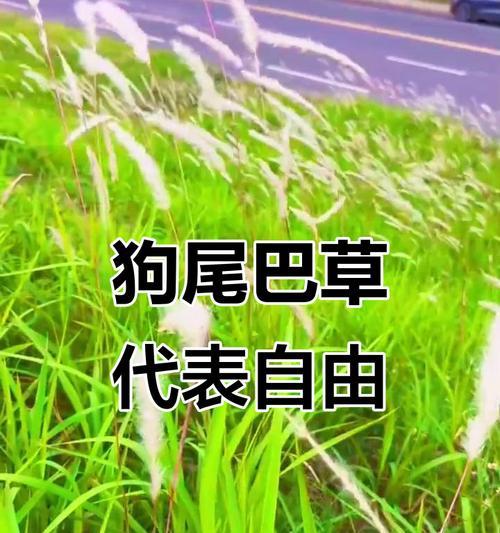 狗尾草的暗花语有何特殊含义？