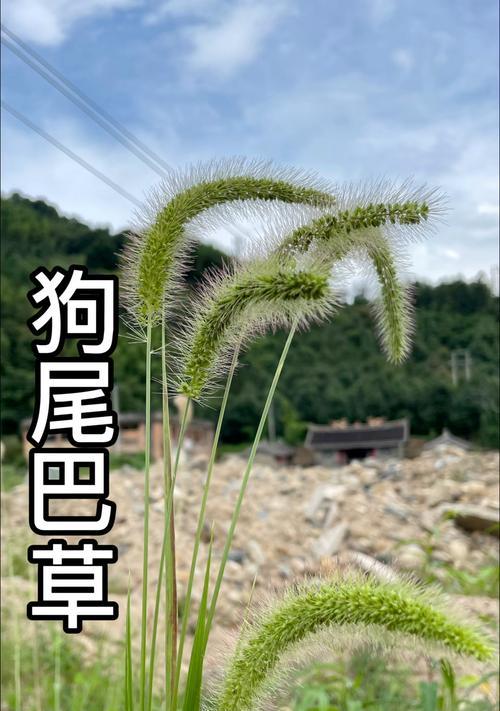 狗尾草的暗花语有何特殊含义？