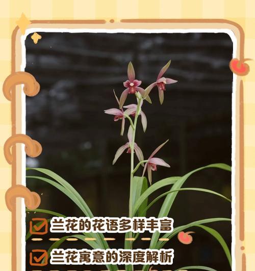 矛盾花语在植物中如何体现？
