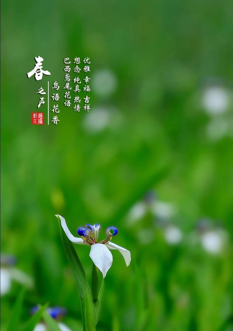 花葱花语热情的含义是什么？