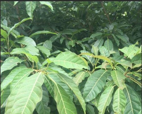 千叶榕树的花语有何象征？