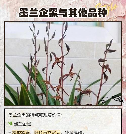 墨兰的花语小黄有何含义？