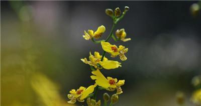 白色文心兰花语的含义是什么？