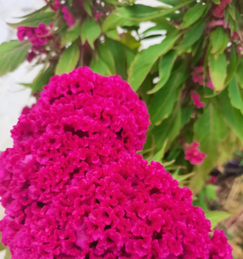 红色鸡冠花花语代表什么？