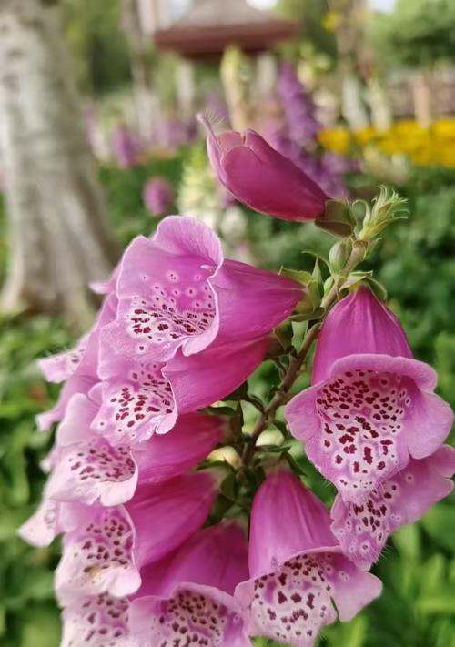 吊钟花年花花语有何深意？