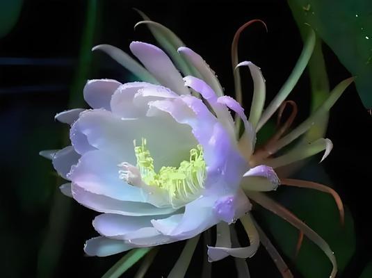 凌剑荷花花语代表什么？