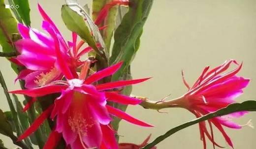 凌剑荷花花语代表什么？