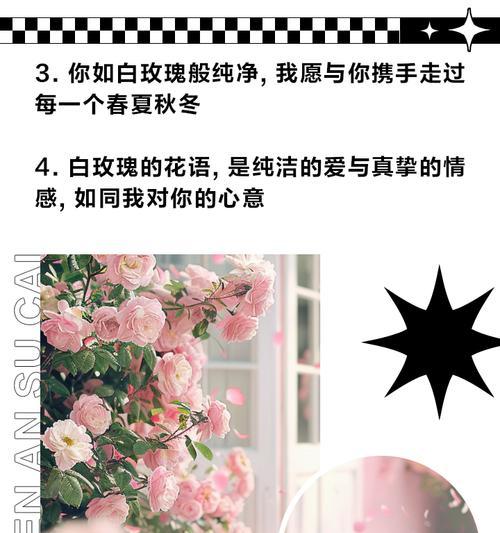 白玫瑰花语有哪些不同含义？