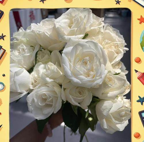 白玫瑰花语有哪些不同含义？