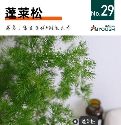 蓬莱松的花语有何特别之处？它象征着什么？