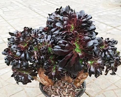 黑法师植物的花语是什么？它象征着什么？