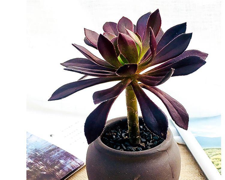 黑法师植物的花语是什么？它象征着什么？