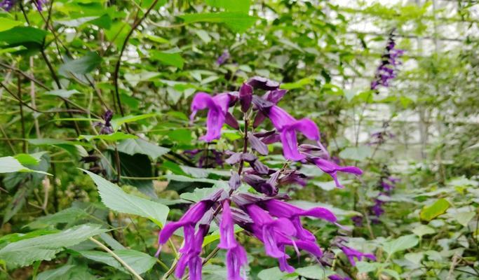 黑法师植物的花语是什么？它象征着什么？