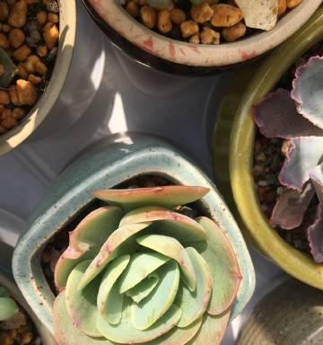 朱砂碧桃的花语有何深意？它传递了哪些情感？