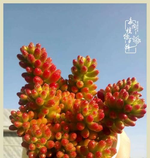 朱砂碧桃的花语有何深意？它传递了哪些情感？