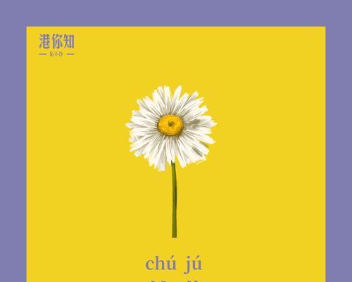 淡黄雏菊的花语有何含义？它代表了什么？