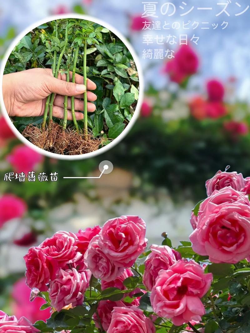 不同种类蔷薇的花语有何不同？它们各自代表什么？