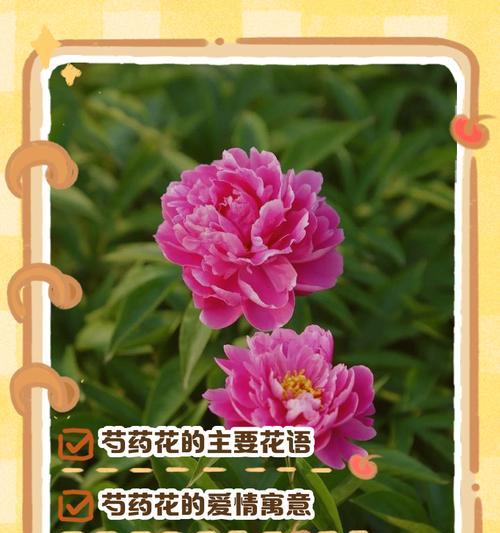花语有什么意义？