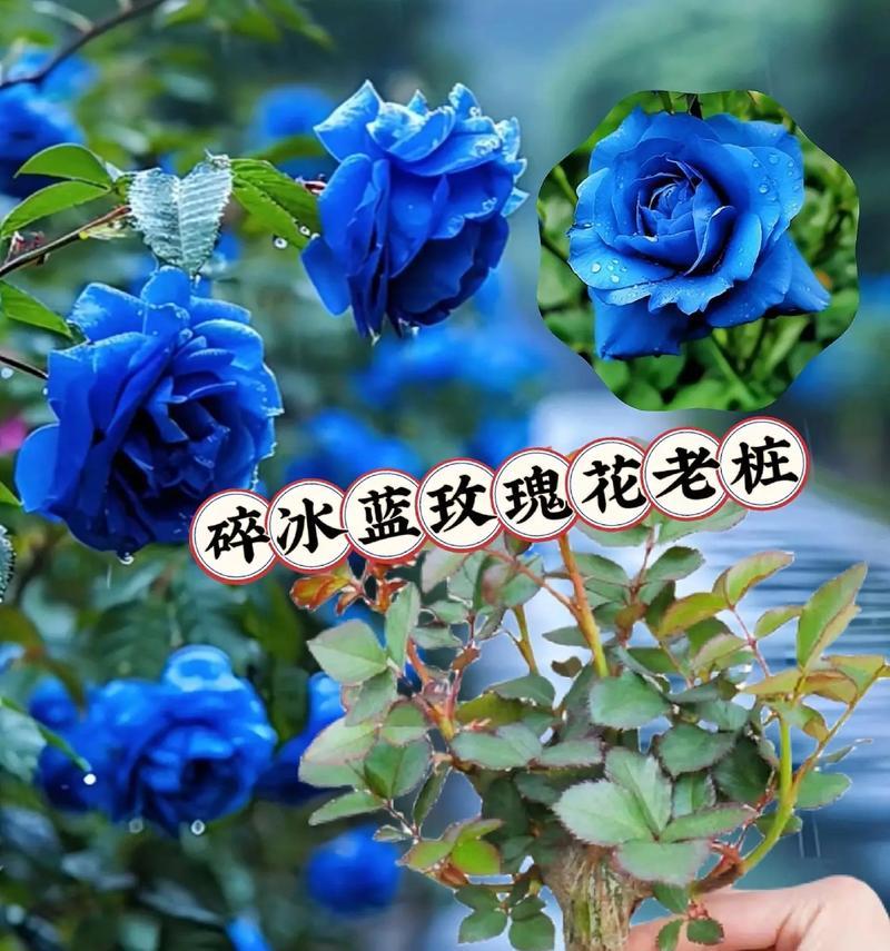 联系的花语是什么？