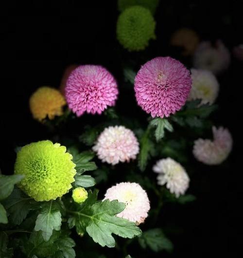 乒乓菊颜色的花语是什么？