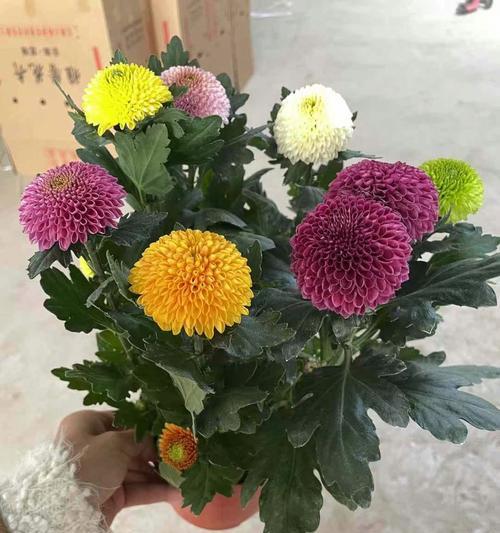 乒乓菊颜色的花语是什么？